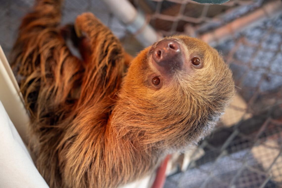 Central Florida Zoo continues to care for Struggling Sloths