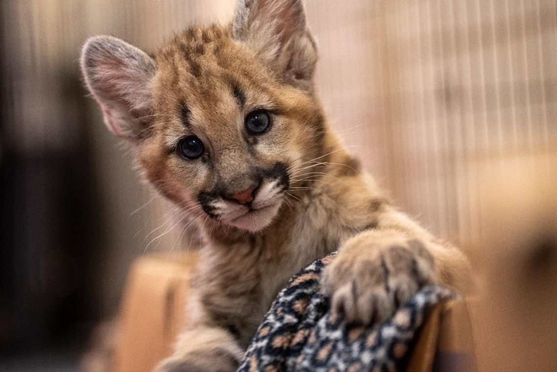 Central Florida Zoo welcomes Two Adorable Cougar Cubs