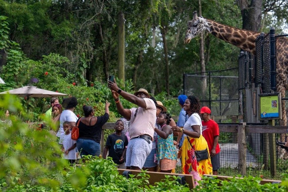 Central Florida Zoo welcomes two female giraffes Central Florida Zoo welcomes two female giraffes