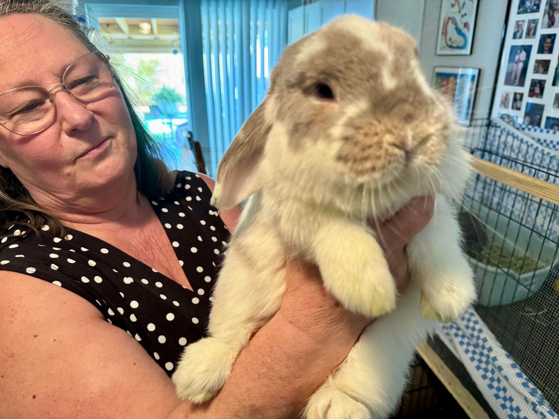 Holly Hops Rabbit Rescue and Rehabilitation Inc.