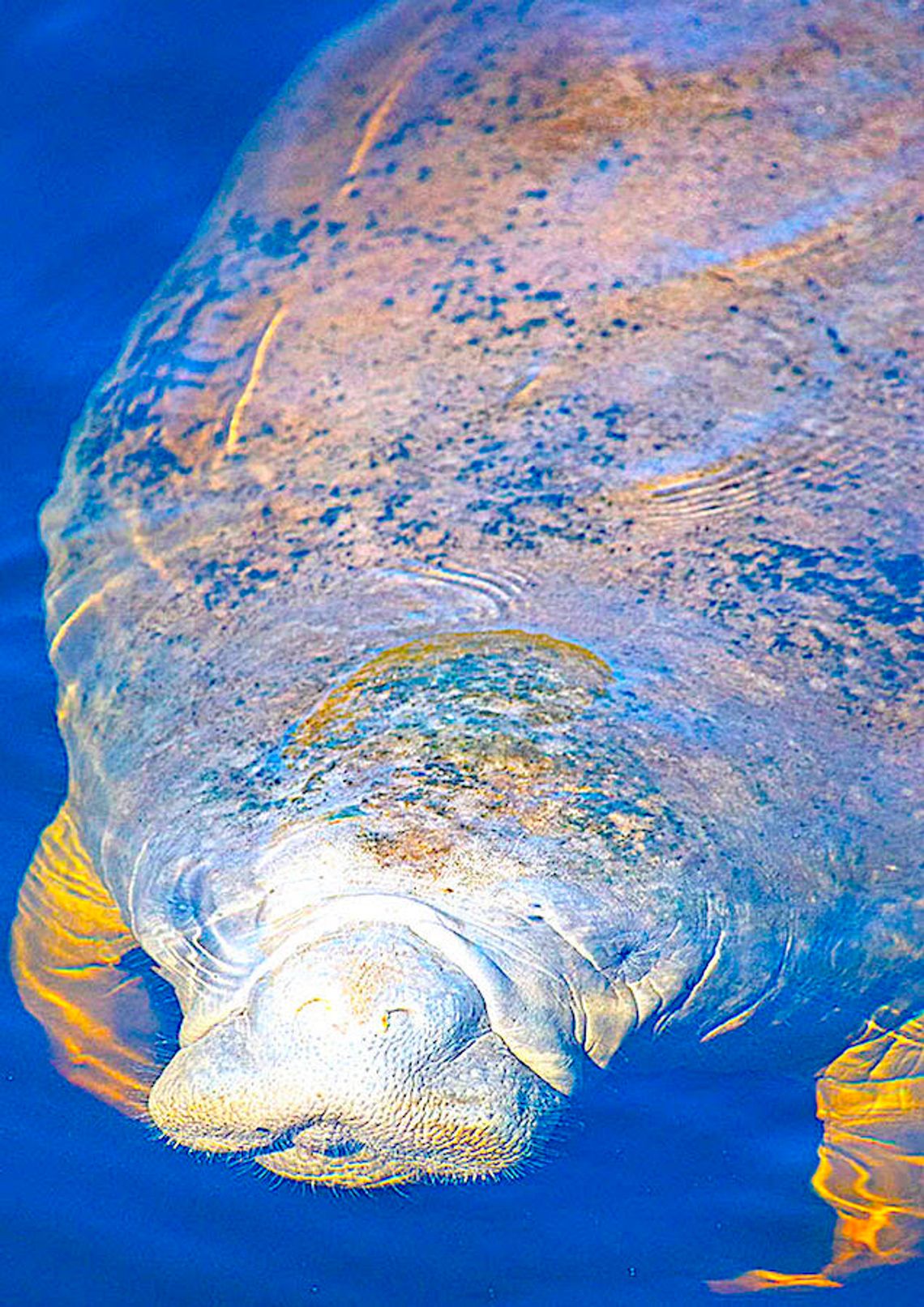 It’s springtime, and Florida’s wildlife is becoming more active