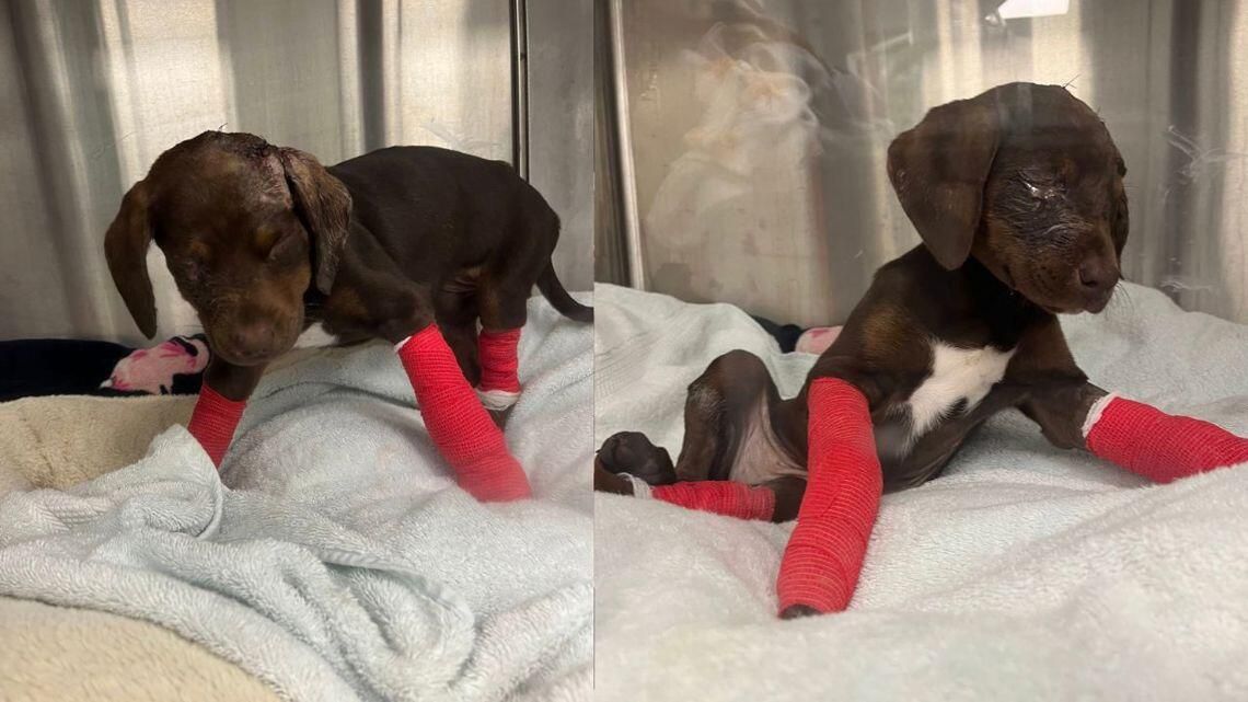 Man Arrested After Severely Beating Puppy Man Arrested After Severely Beating Puppy