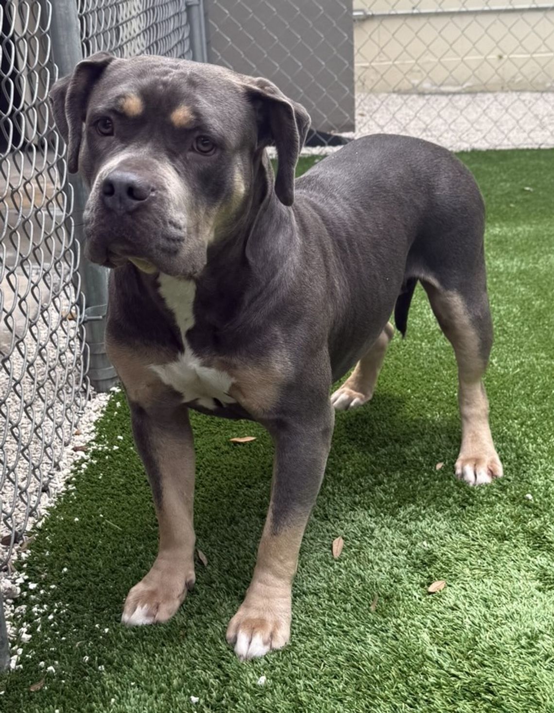Pet of the Week Pet of the Week