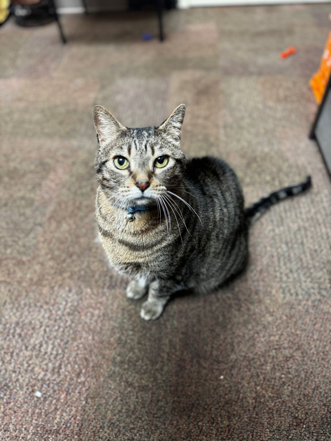 Pet of the Week
