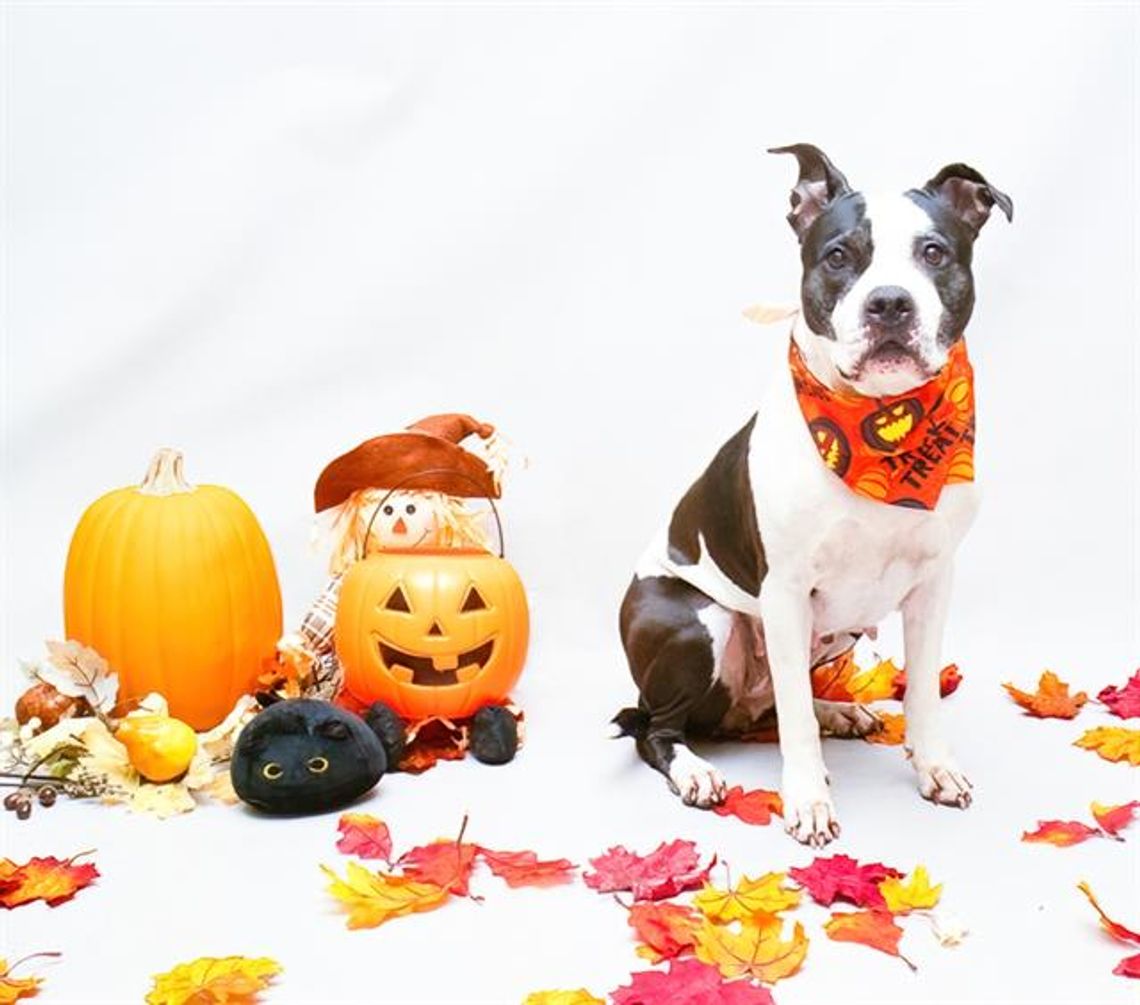 Pet of the Week
