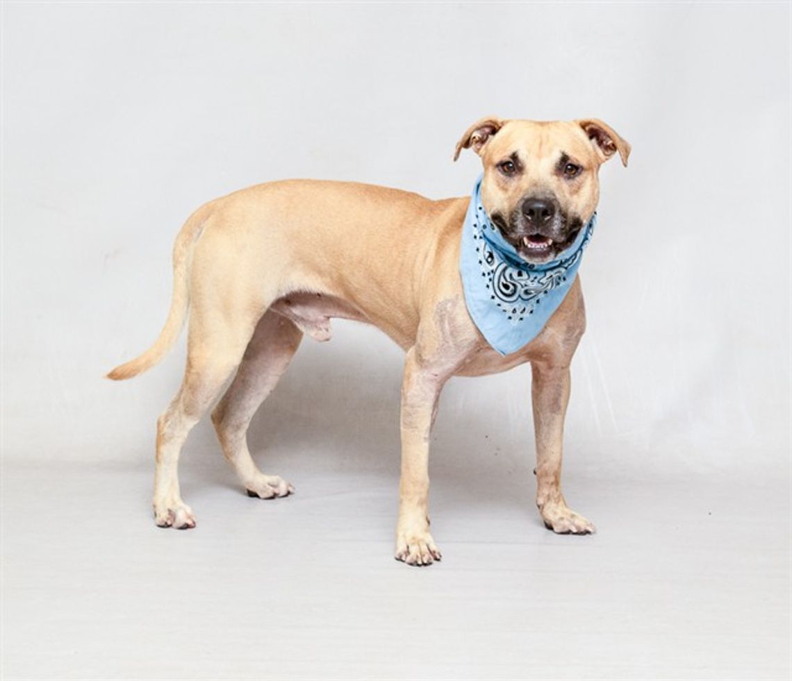Pet of the Week