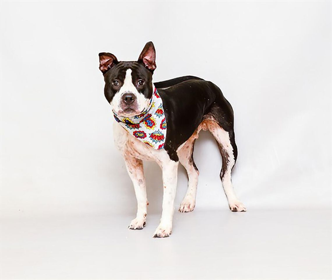 Pet of the Week