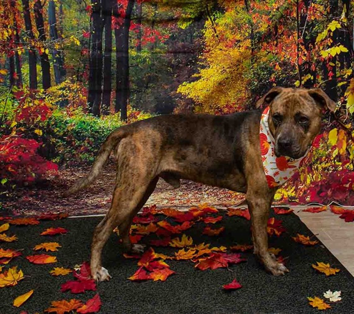 Pet of the Week