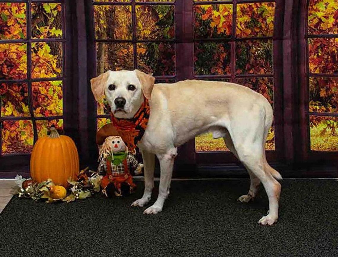 Pet of the Week