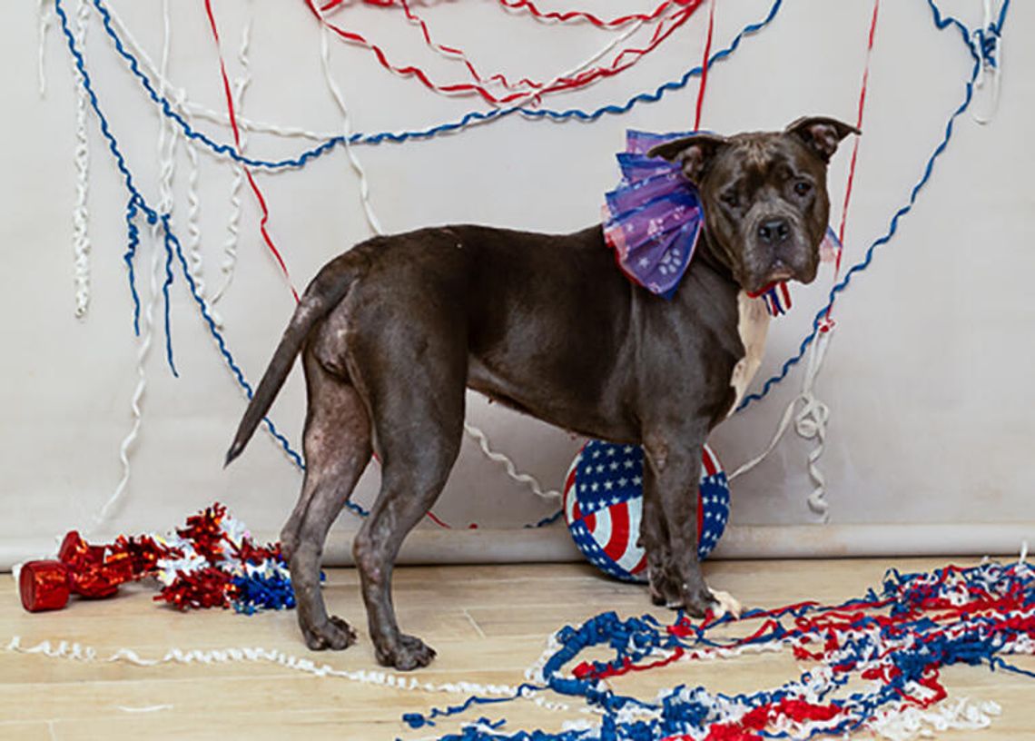 Pet of the Week Pet of the Week