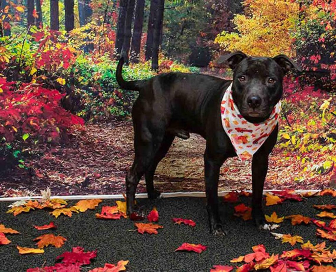 Pet of the Week