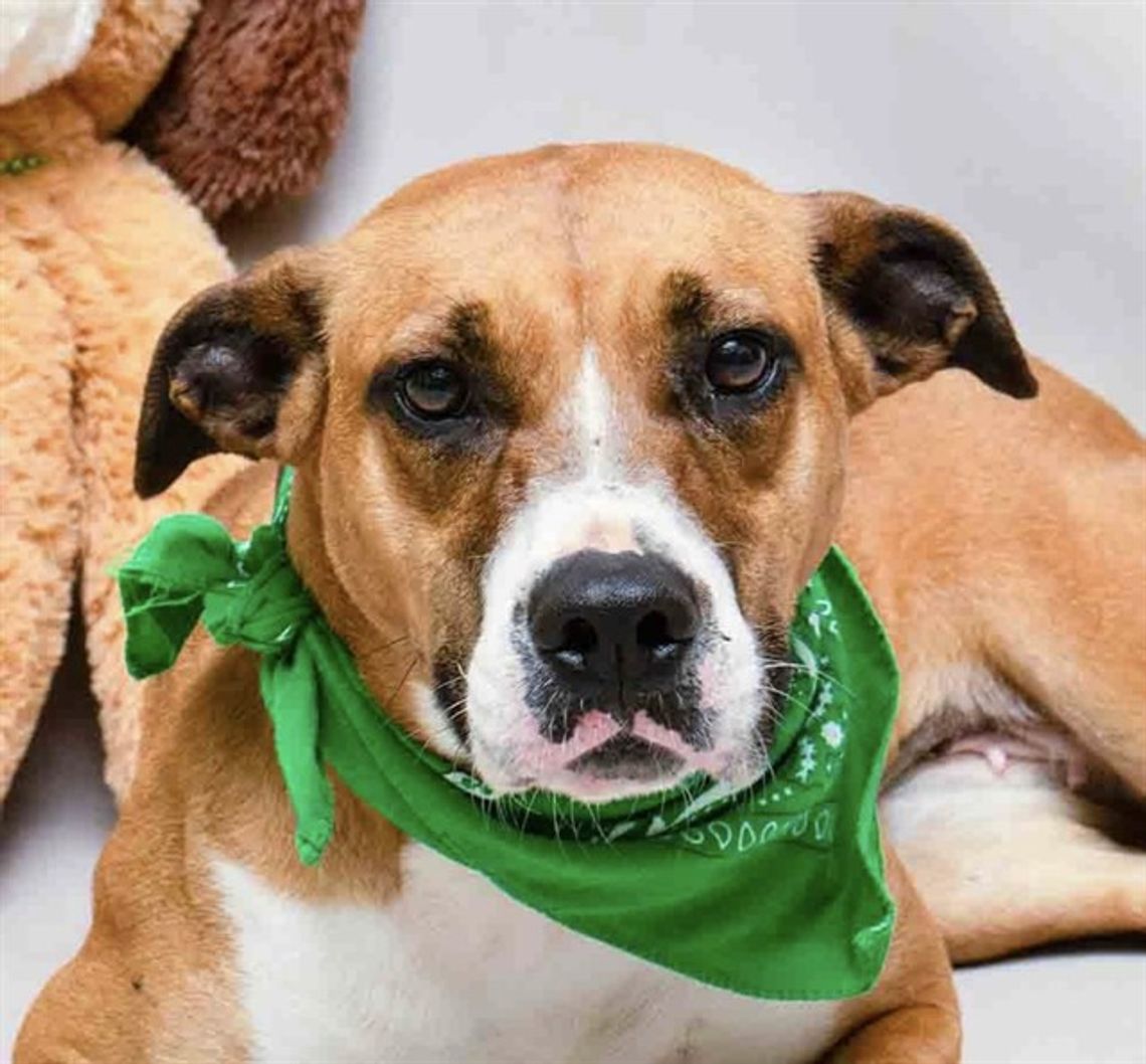 Pet of the Week