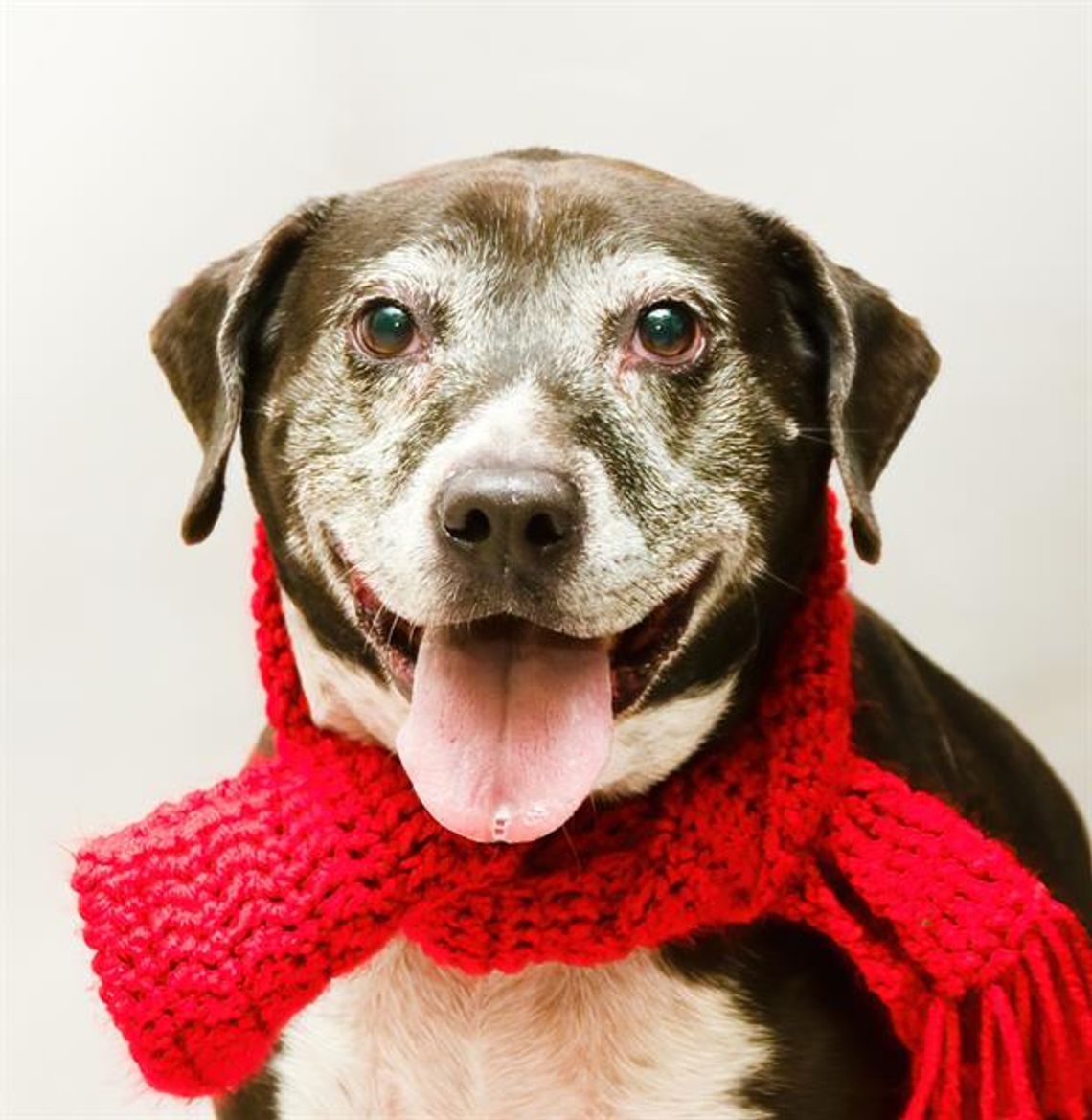 Pet of the Week: Abby