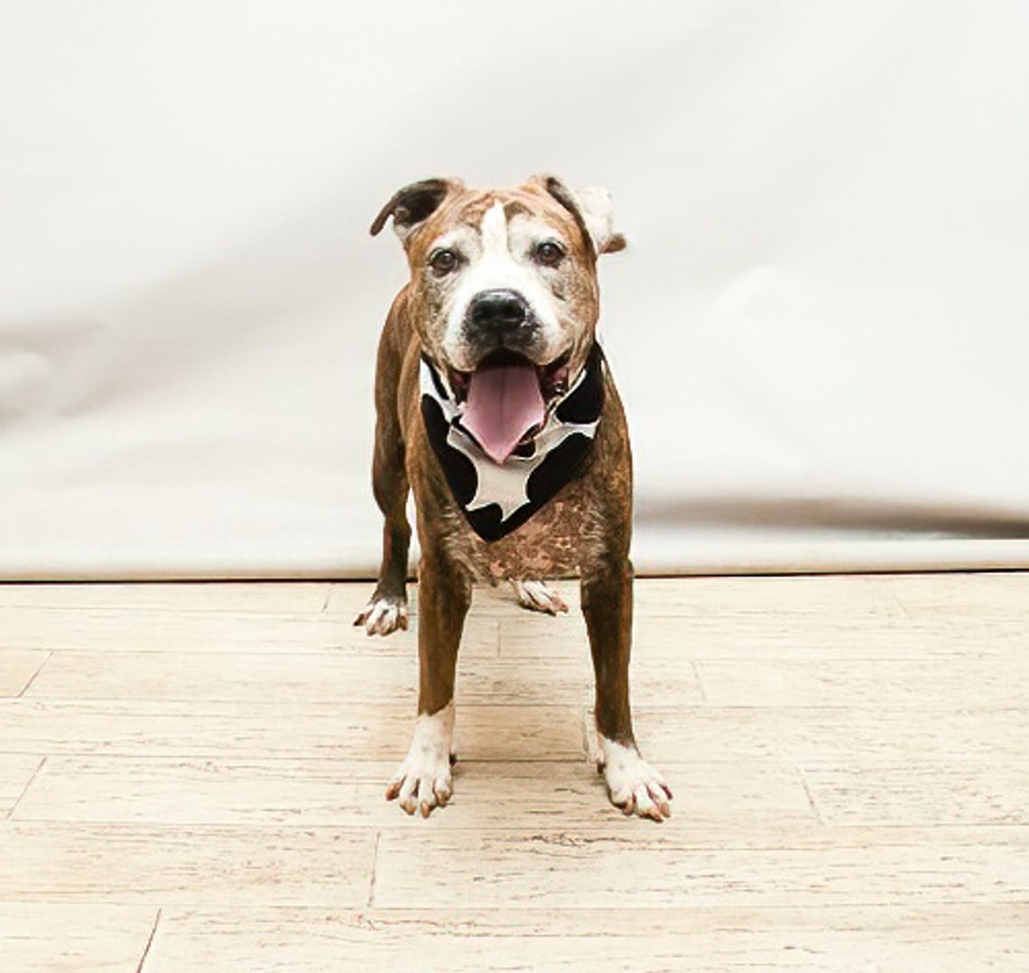 Pet of the Week Adopter will receive a $25 Gift Card