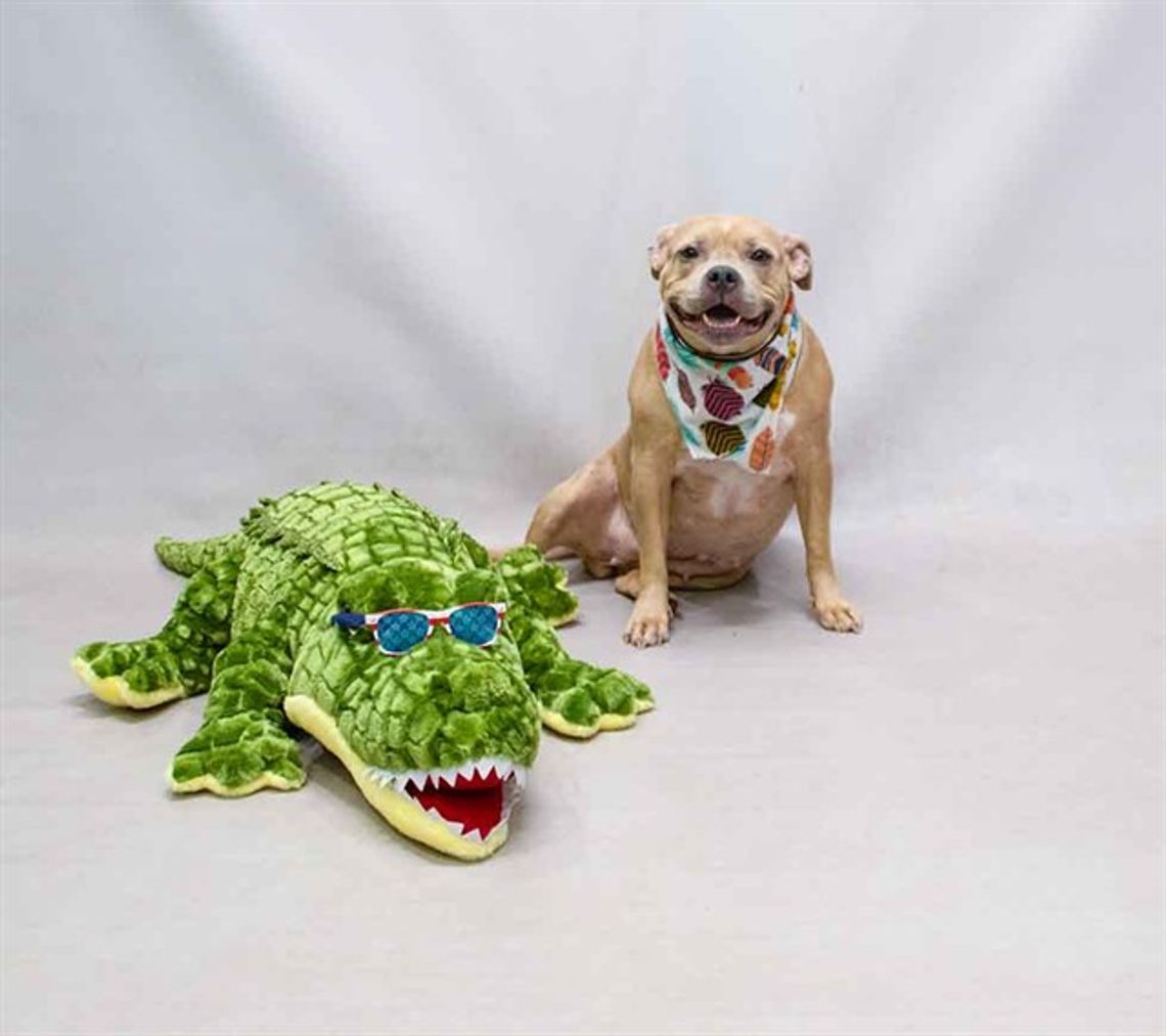 Pet of the Week - Ara