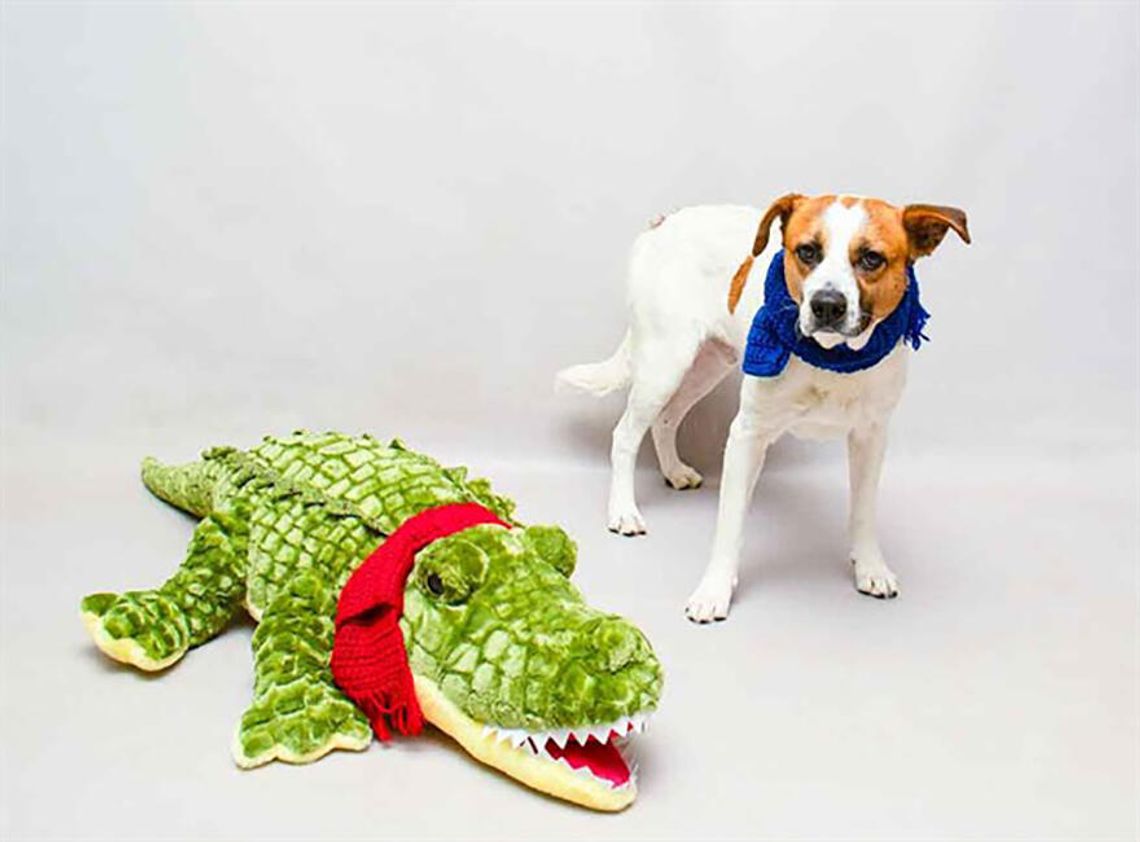 Pet of the Week - Bilbo