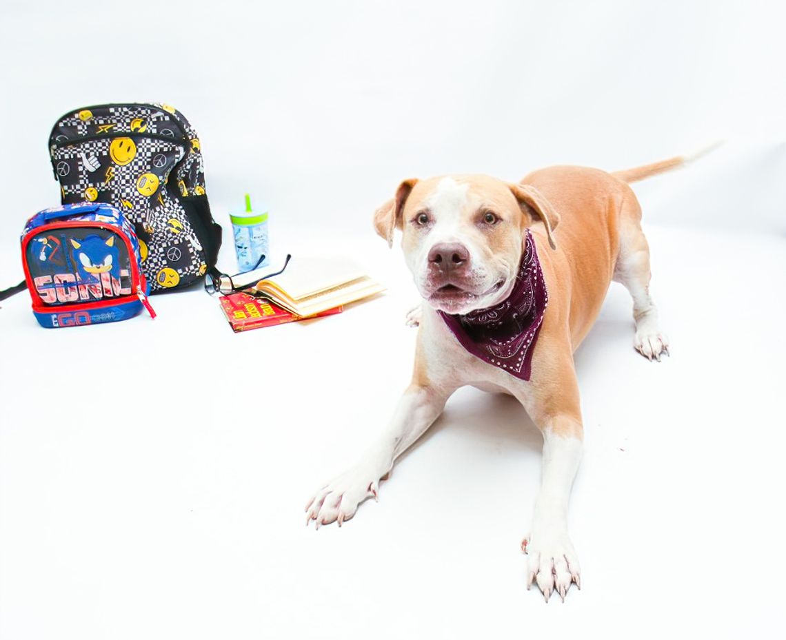 Pet of the Week: Blondie Pet of the Week: Blondie