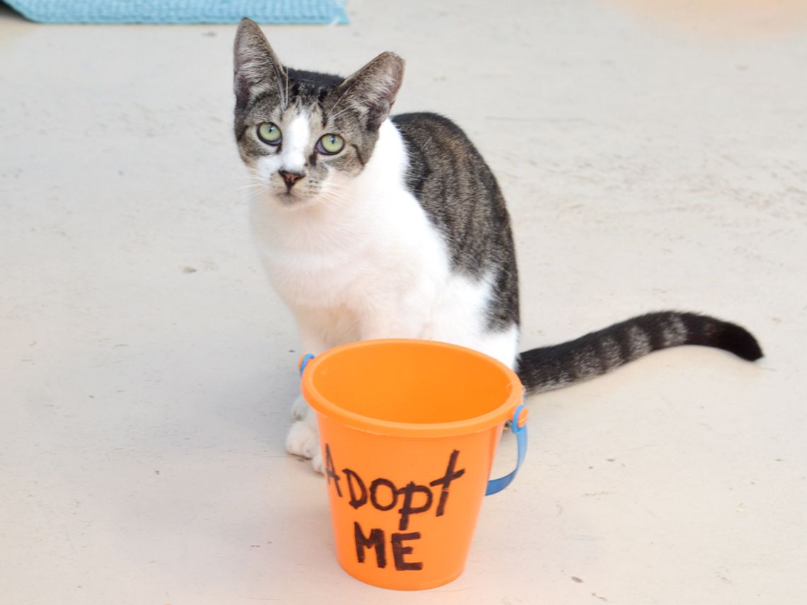 Pet of the Week: Brindi
