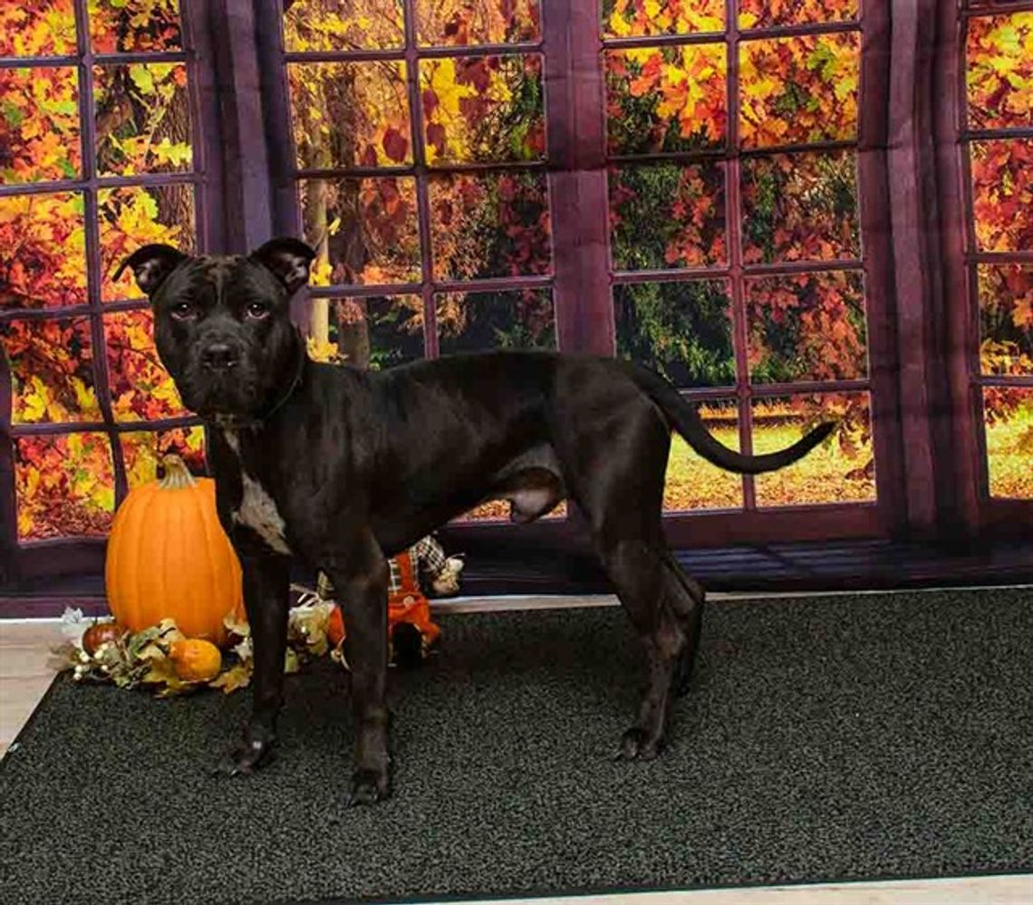 Pet of the Week - Buster Pet of the Week - Buster