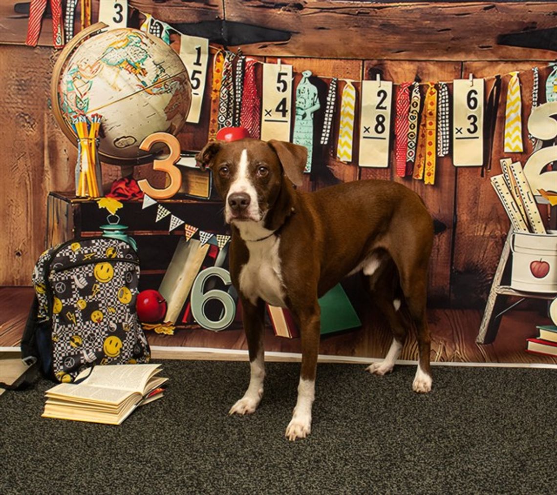 Pet of the Week - Charlie