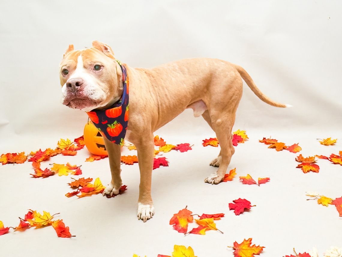 Pet of the Week: Chief