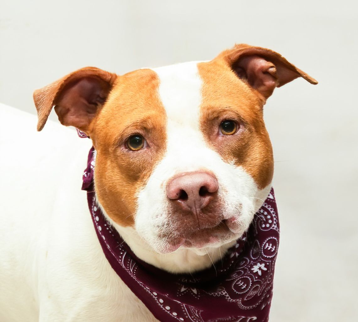 Pet of the Week: Coco Pet of the Week: Coco