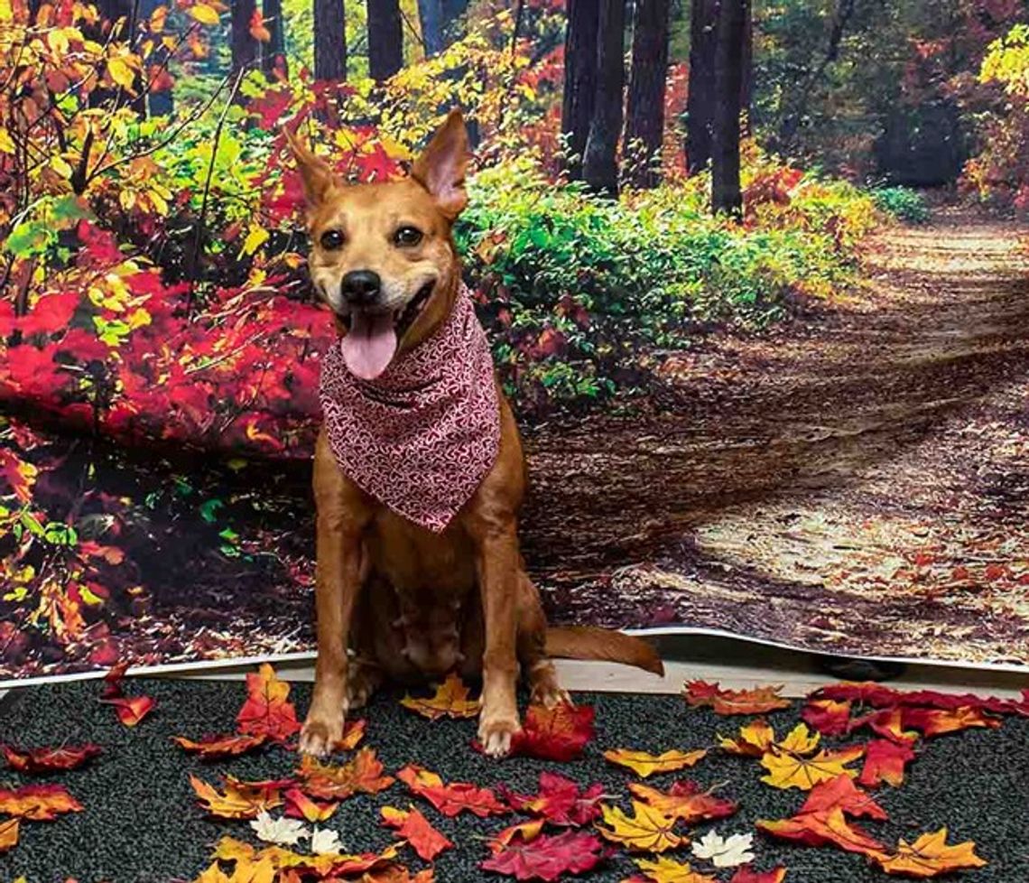 Pet of the Week - Debbie