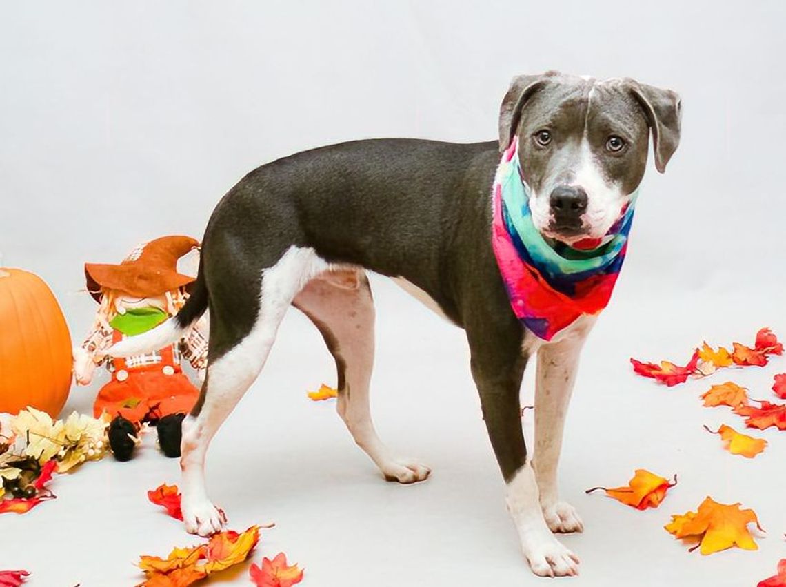 Pet of the Week: Dewey