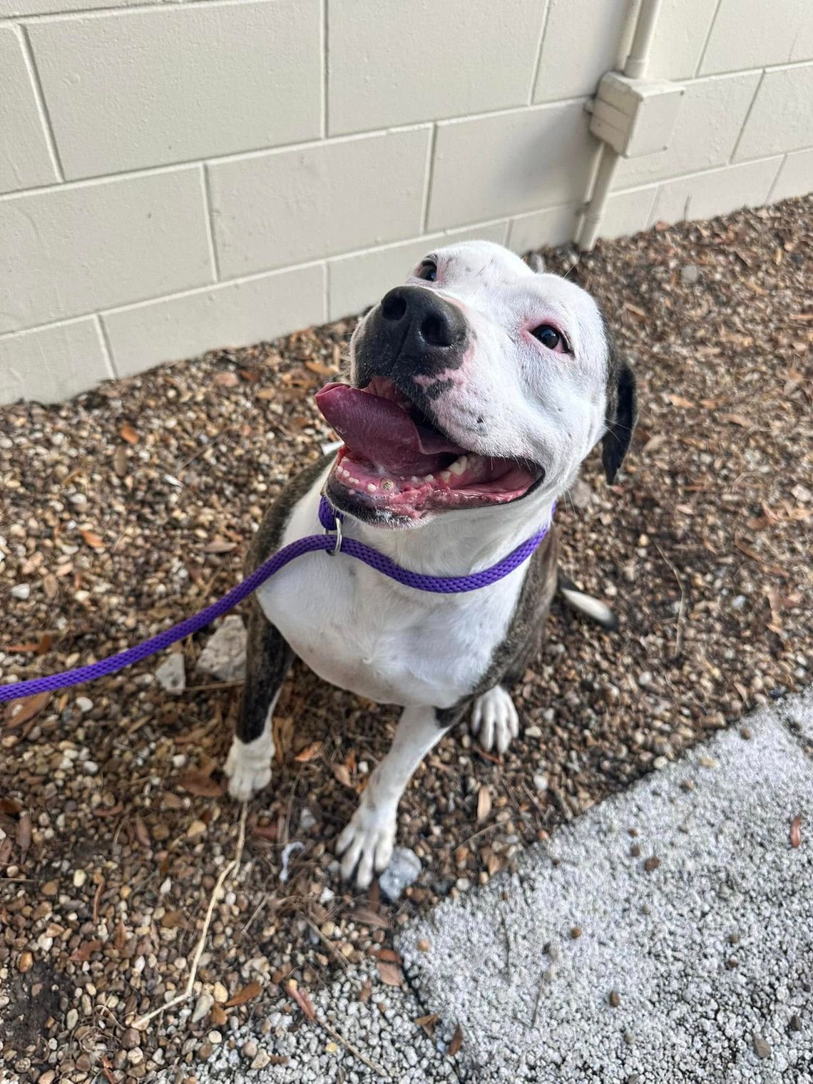 Pet of the Week: Dudley Pet of the Week: Dudley