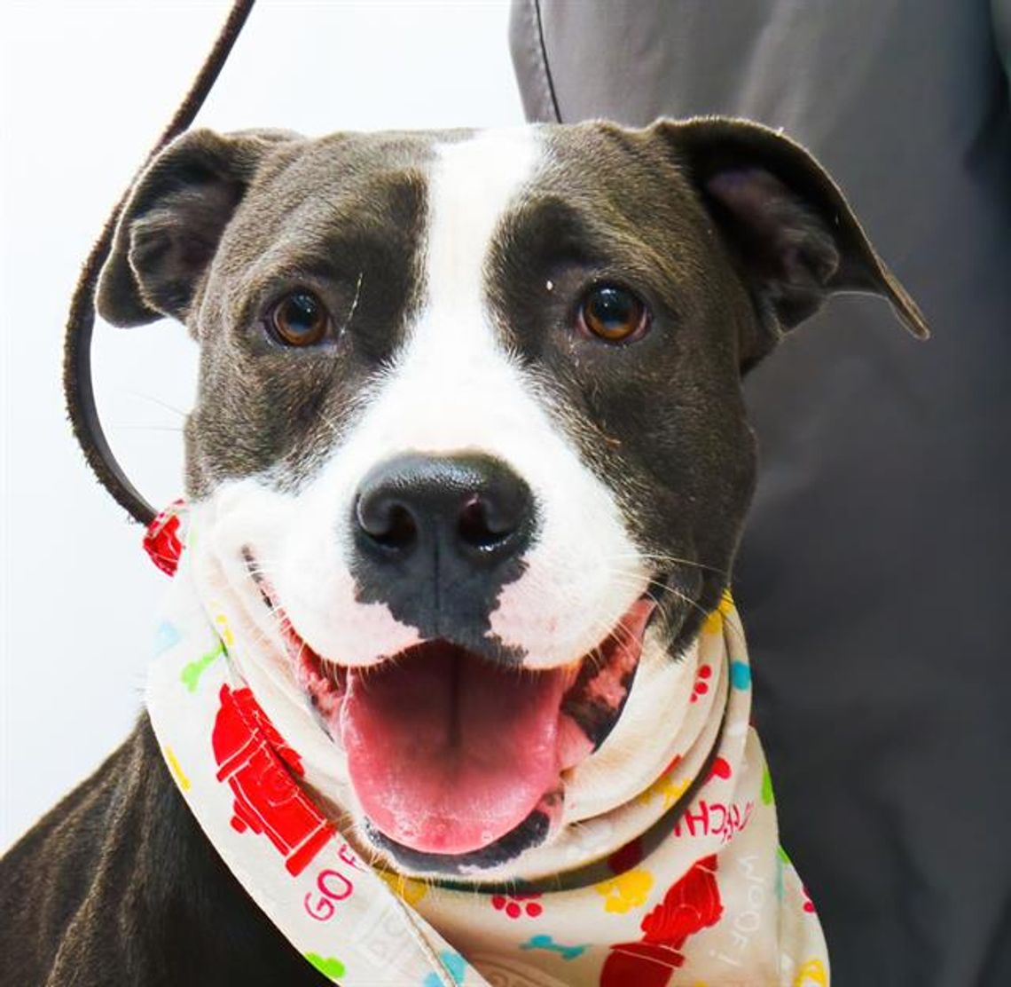Pet of the Week: Emerald