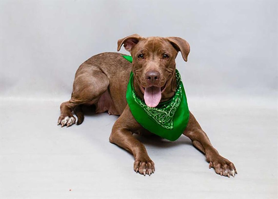 Pet of the Week - Ferrero
