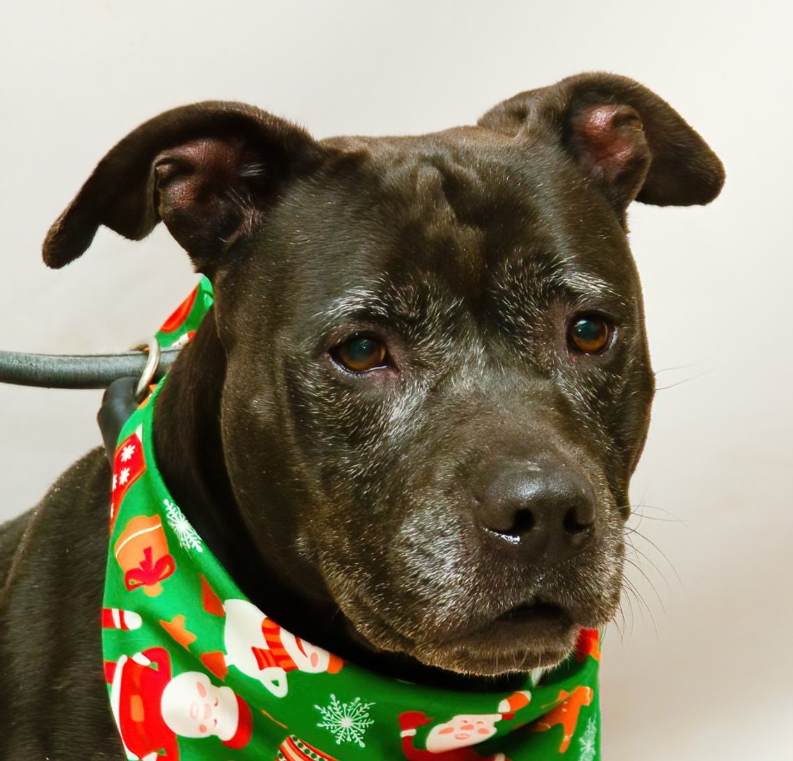 Pet of the Week: Fifi Pet of the Week: Fifi