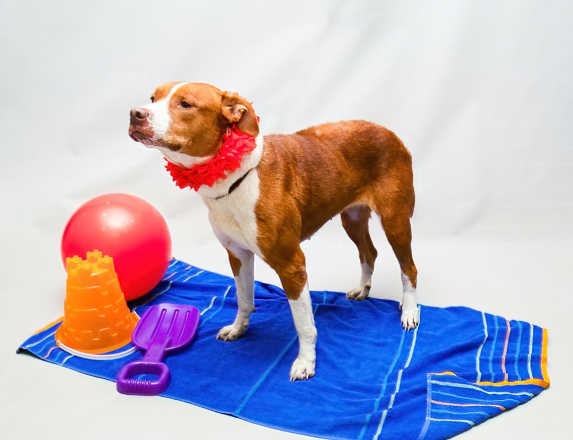 Pet of the Week: Geenie Pet of the Week: Geenie