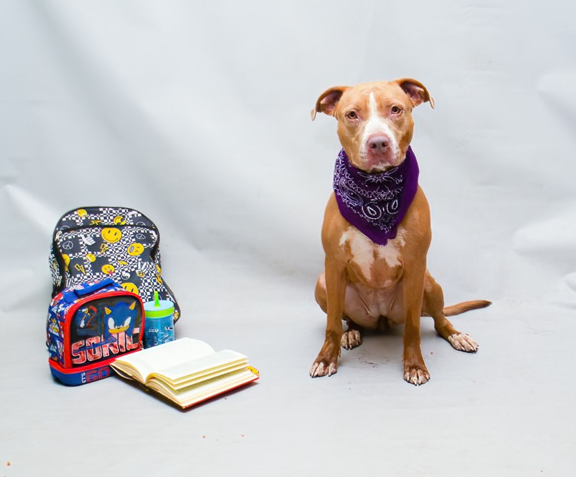 Pet of the Week: Gloria Pet of the Week: Gloria