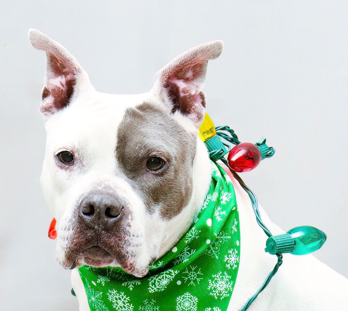 Pet of the Week: Grace Pet of the Week: Grace