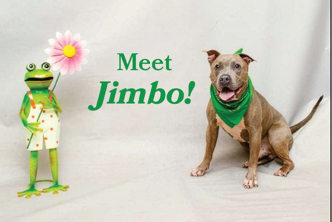 Pet of the Week - Jimbo Pet of the Week - Jimbo
