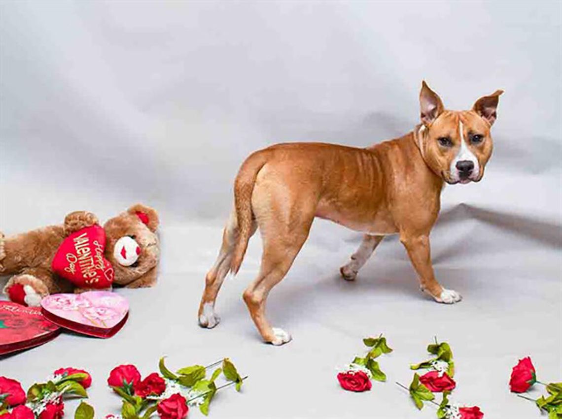 Pet of the Week - Leighton