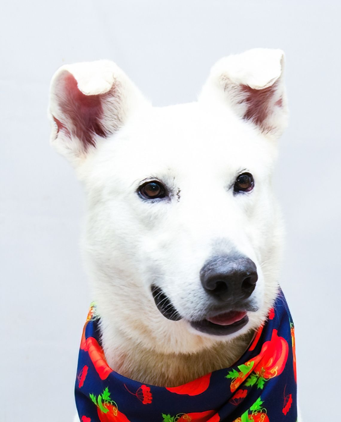 Pet of the Week: Marshall