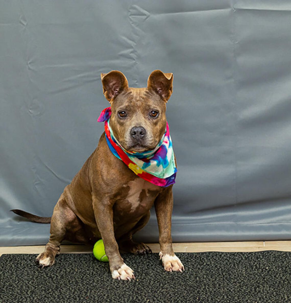 Pet of the Week - Meet Blue