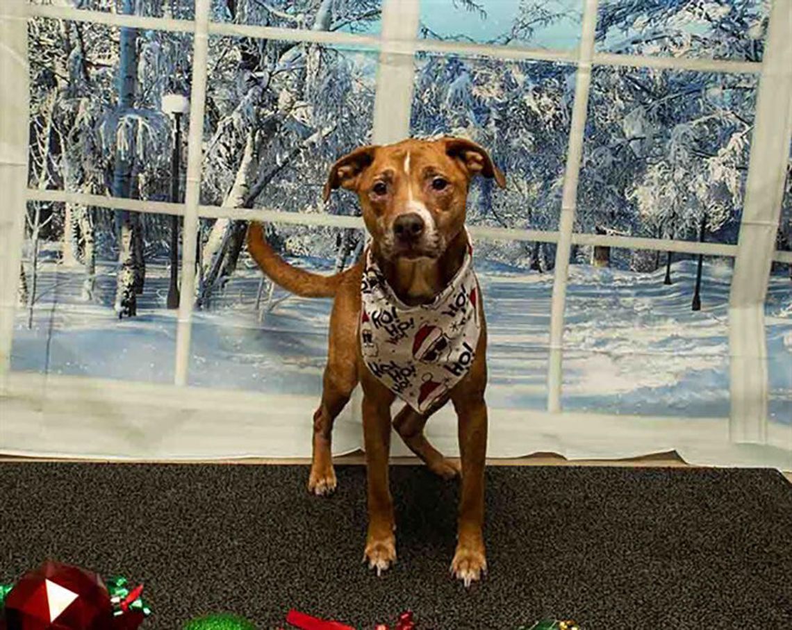 Pet of the Week - Meet Cooper