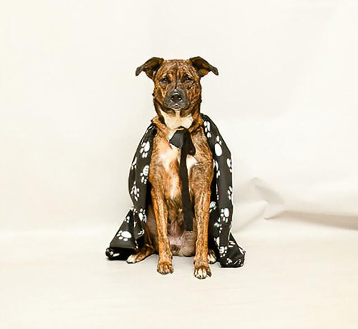 Pet of the Week - Meet Gala