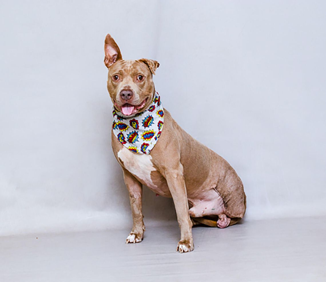 Pet of the Week - Meet Hanson