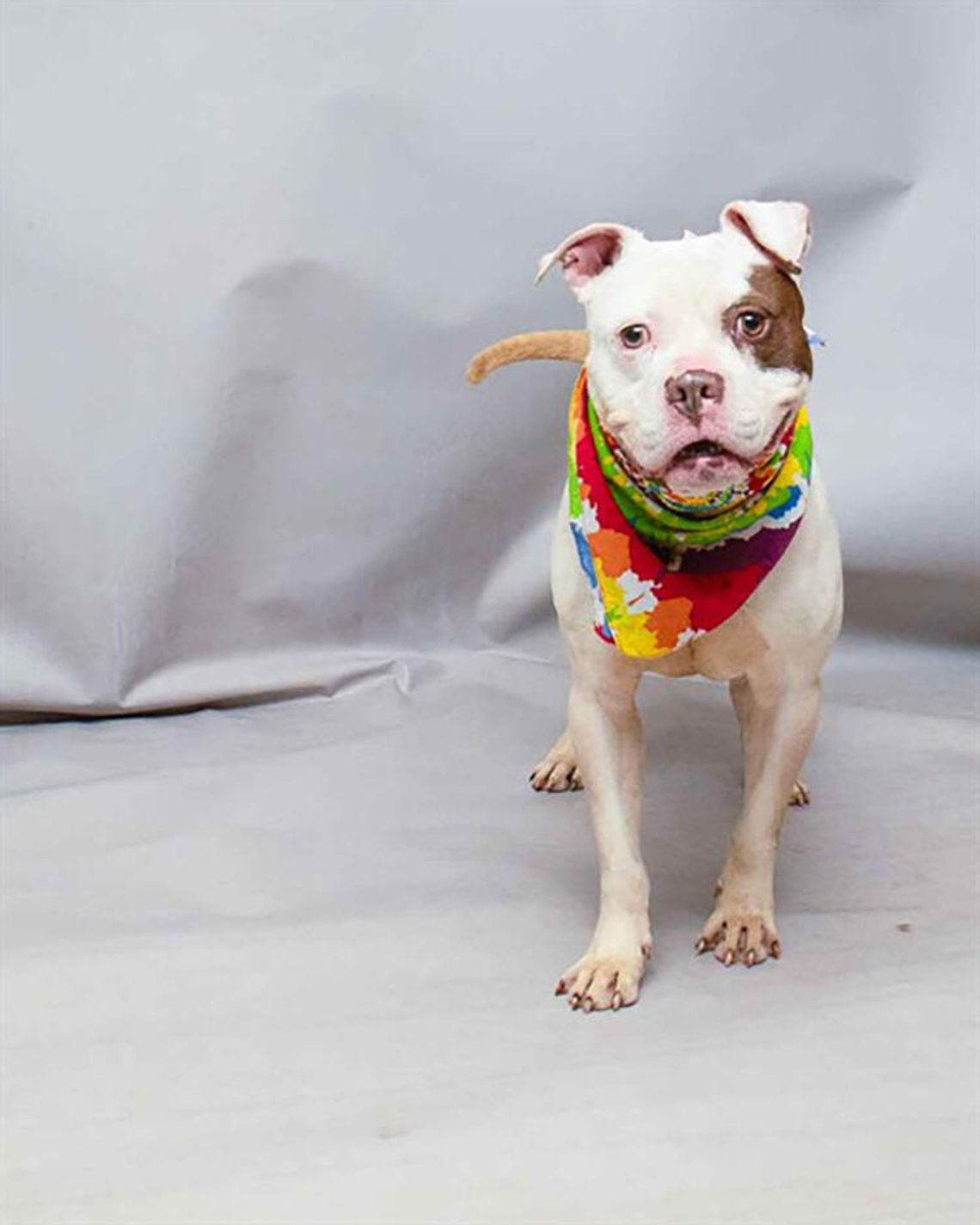 Pet of the Week - Meet Ice