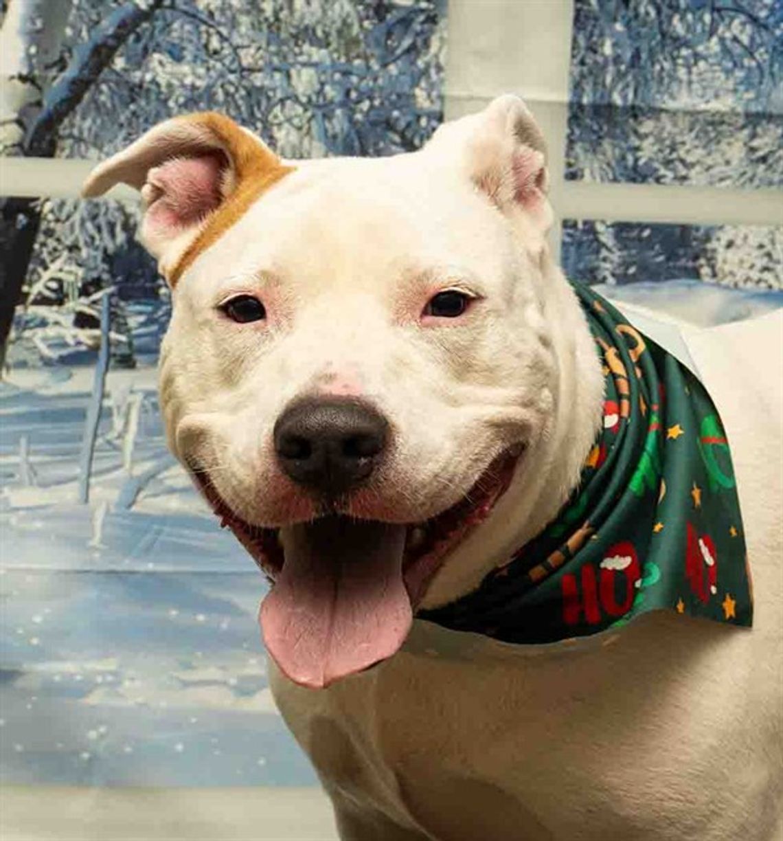 Pet of the Week - Meet Lilybet!