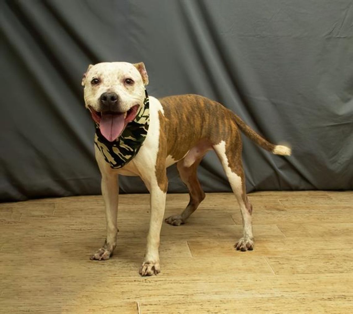 Pet of the Week - Meet Max