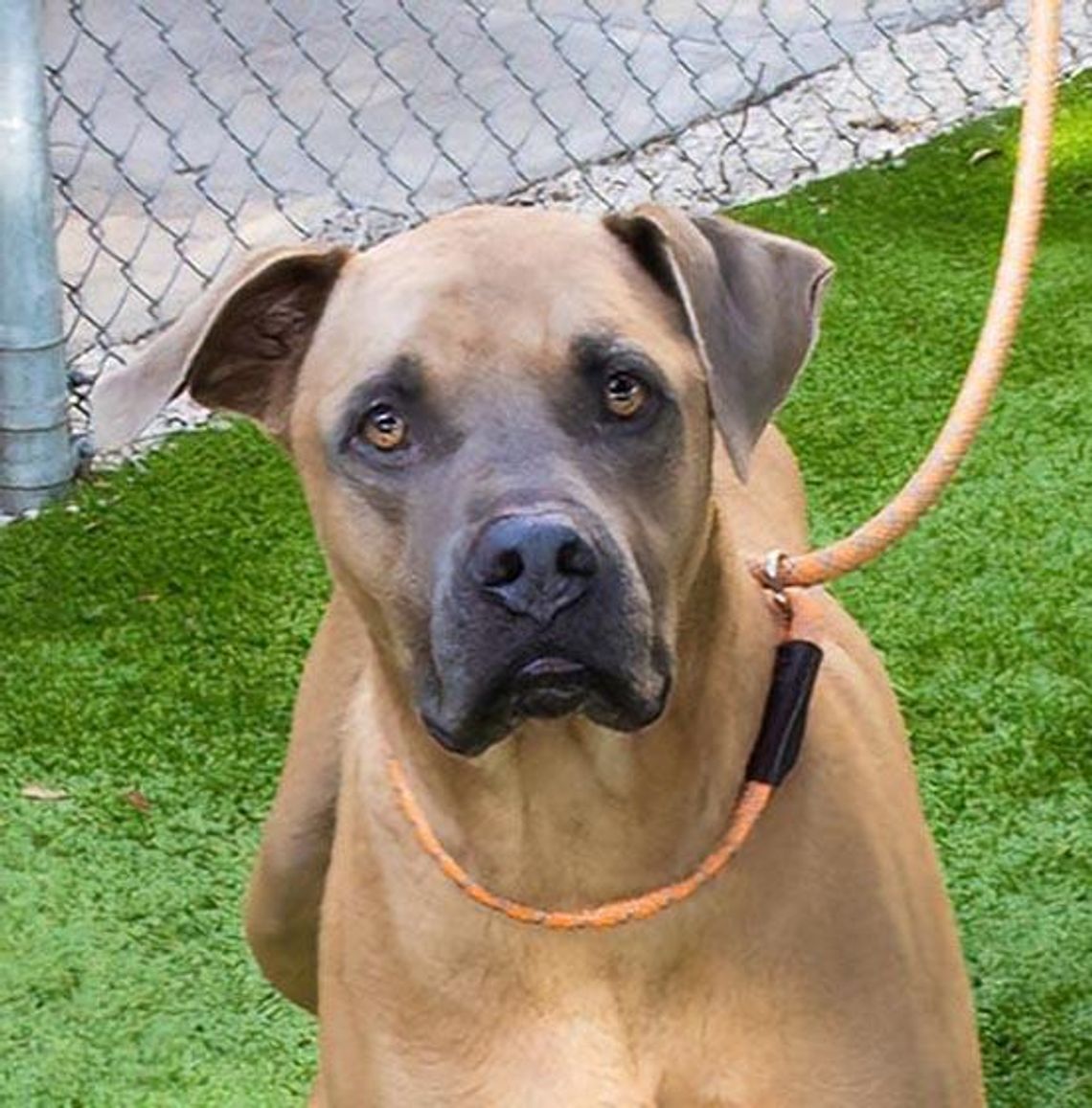 Pet of the Week - Meet Scooby Doo
