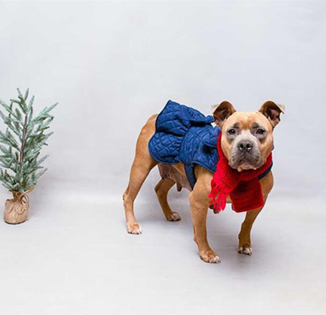 Pet of the Week  - Meet Toffee,