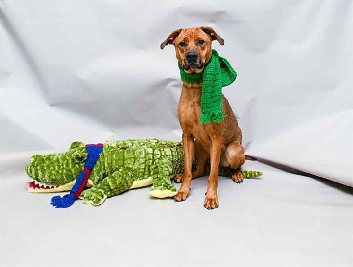 Pet of the Week - Millie Pet of the Week - Millie