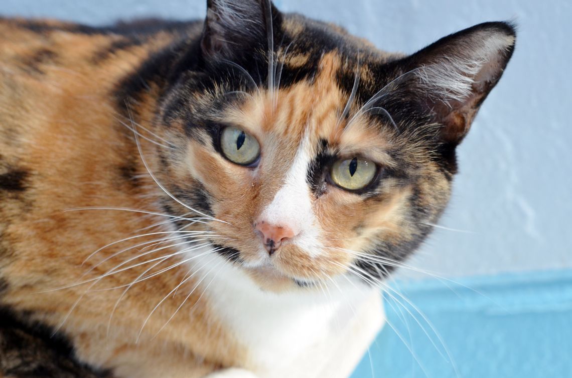 Pet of the Week: Mouse Pet of the Week: Mouse