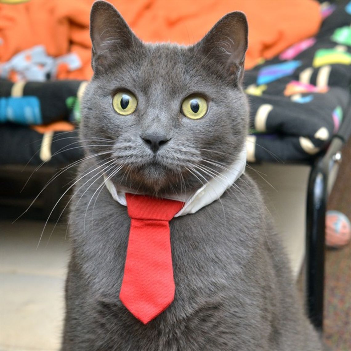 Pet of the Week - Nico